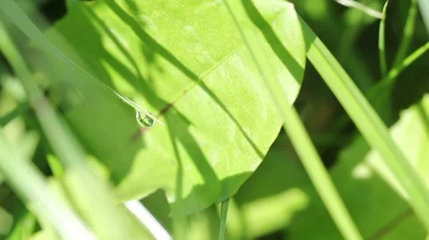 Dewdrop on a blade of grass Stock Footage 8521276