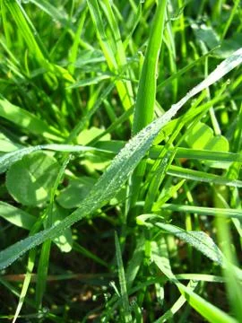 Dewdrop on a blade Stock Photos
