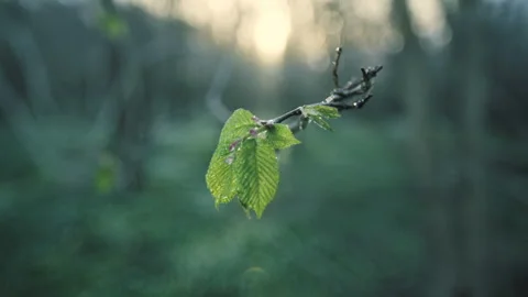 A dewdrop falls from a leaf. Stock Footage 264141090
