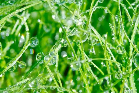 Dewdrop on grasses leaf Stock Photos