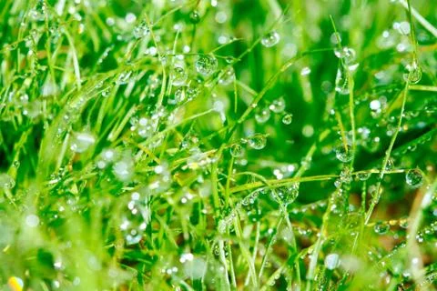 Dewdrop on grasses 库存照片