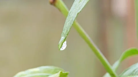 A dewdrop hangs from the tip of a green leaf. Stock Footage 305371210