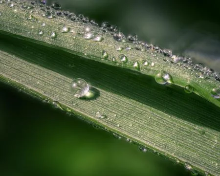 A Dewdrop Inside a Rolled Grass Blade Stock Photos