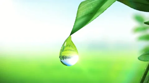 Dewdrop on leaf, Beautiful animation. HD 1080. Stock Footage 20485009