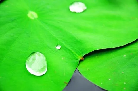 Dewdrop on lotus leaf Stock Photos