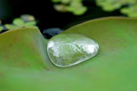 A Dewdrop on Lotus Leaf Stock Photos