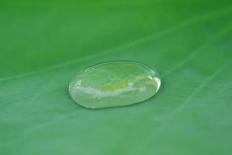 A Dewdrop on a Lotus Leaf Stock Photos