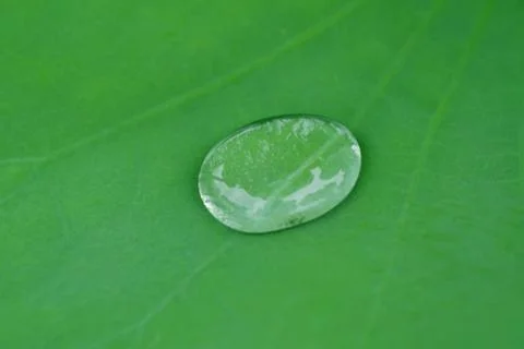 A Dewdrop on Lotus Leaf Stock Photos