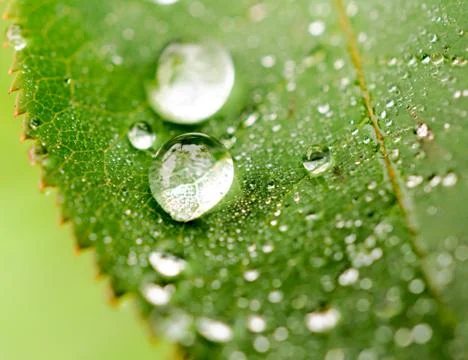 Dewdrop Stock Photos