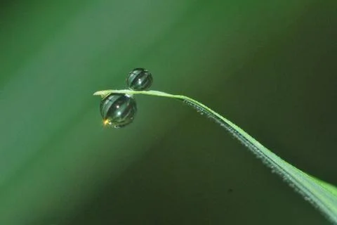 Dewdrop Stock Photos