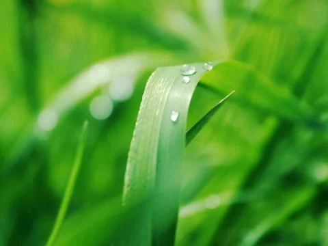 Dewdrop Stock Photos