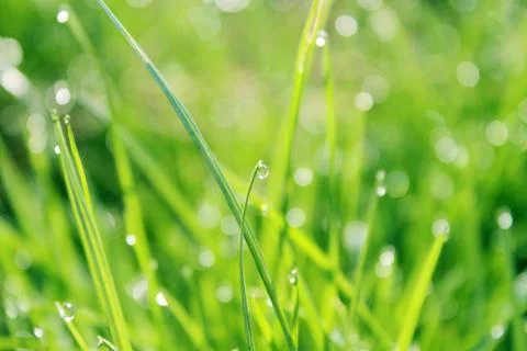 Dewdrop Stock Photos