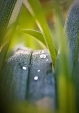 Dewdrop Stock Photos