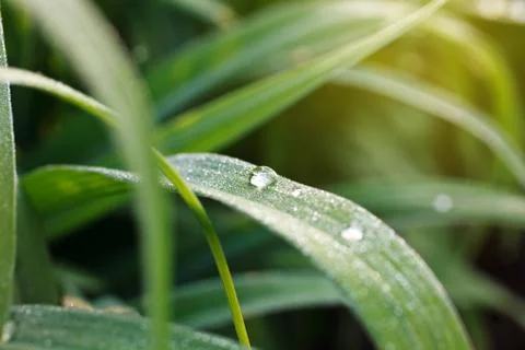 Dewdrop Stock Photos