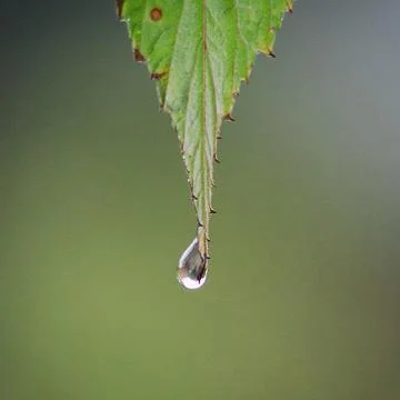 Dewdrop Stock Photos