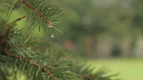 Dewdrop from plant Video stock 100855981