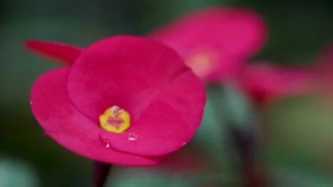 Dewdrop on a red flower, strong bokeh Stock Footage 273134276