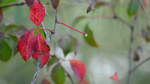 Dewdrop on red plant 스톡 동영상 34635941