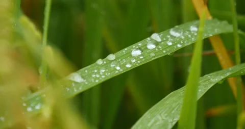 Dewdrop of rice field after rain Stock Footage 162591840