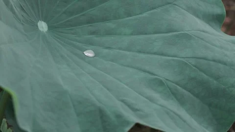 Dewdrop sliding slowly across a large green lotus leaf in a tranquil pond Stock Footage 341953903