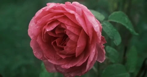Dewdrops adorn the petals of a fully bloomed pink rose. Stock Footage 337774959