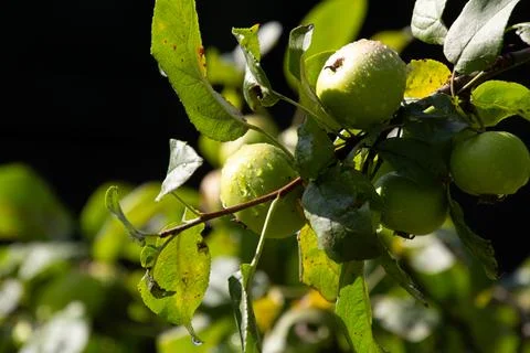 Dewdrops on the apples in the orchard Stock Photos