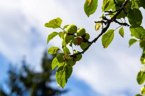 Dewdrops on the apples in the orchard Foto stock