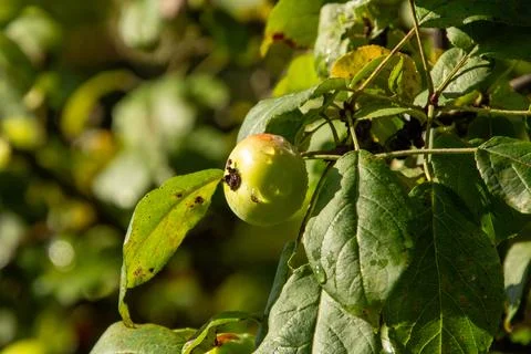 Dewdrops on the apples in the orchard Foto stock