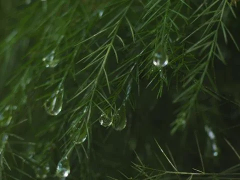 Dewdrops on a Christmas Pine Stock Photos