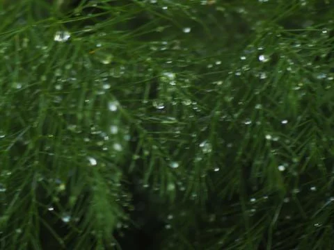 Dewdrops on a Christmas Pine Fotos Stock