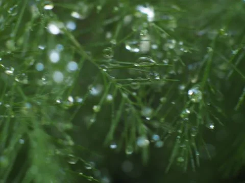 Dewdrops on a Christmas Pine Stock Photos