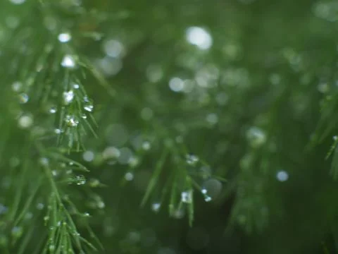 Dewdrops on a Christmas Pine Stock Photos
