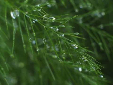 Dewdrops on a Christmas Pine Fotos Stock