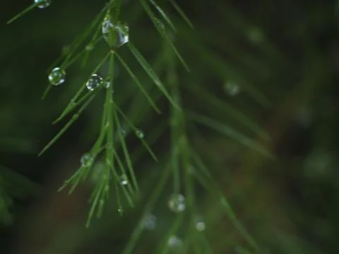 Dewdrops on a Christmas Pine Stock Photos