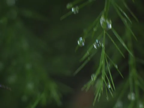 Dewdrops on a Christmas Pine Stock Photos