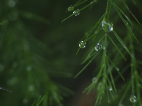 Dewdrops on a Christmas Pine Stock Photos