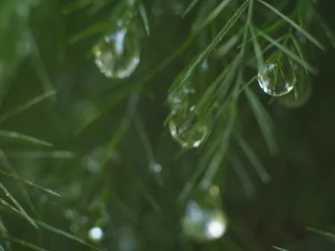 Dewdrops on a Christmas Pine Stock Photos