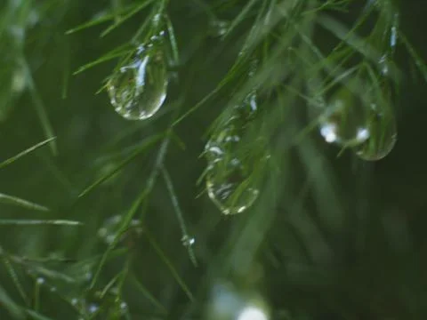 Dewdrops on a Christmas Pine Stock Photos