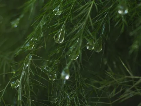 Dewdrops on a Christmas Pine Fotos Stock