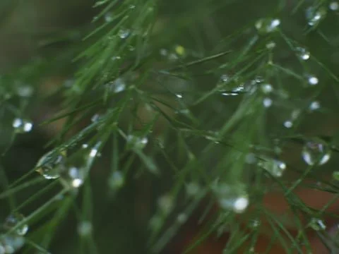 Dewdrops on a Christmas Pine Stock Photos