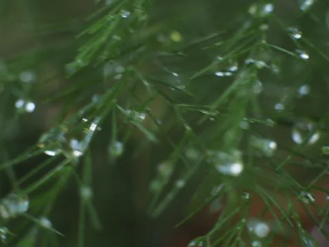 Dewdrops on a Christmas Pine Stock Photos