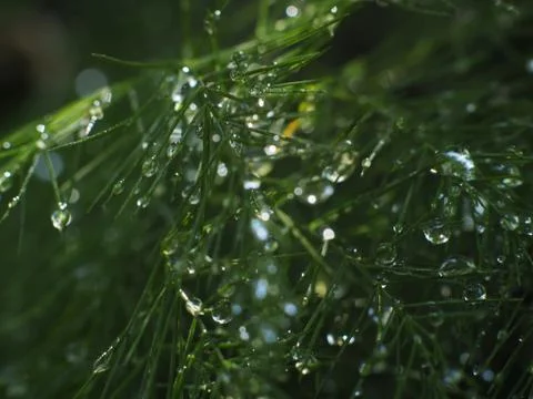 Dewdrops on a Christmas Pine Stock Photos