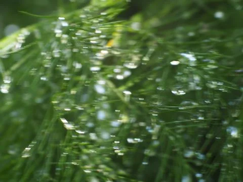 Dewdrops on a Christmas Pine Stock Photos