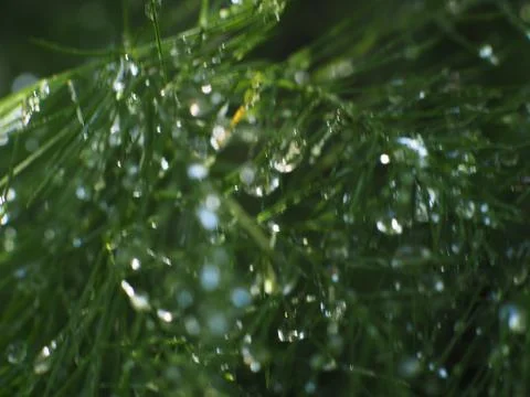 Dewdrops on a Christmas Pine Stock Photos