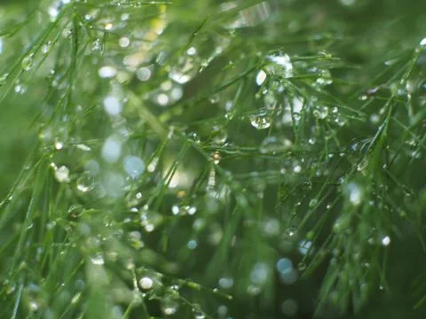 Dewdrops on a Christmas Pine Fotos Stock