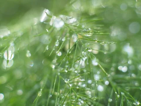 Dewdrops on a Christmas Pine Stock Photos