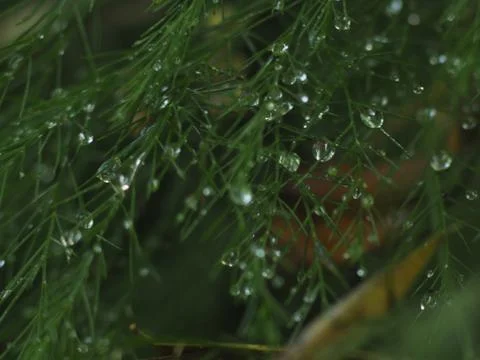 Dewdrops on a Christmas Pine Stock Photos