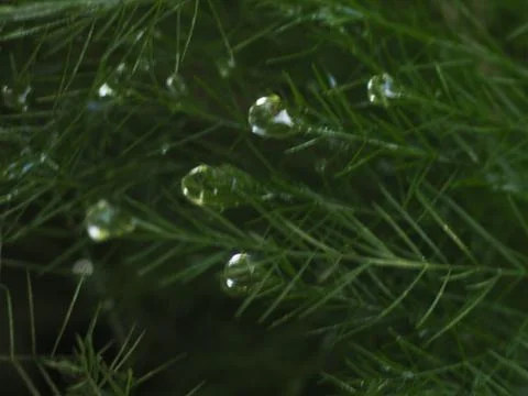 Dewdrops on a Christmas Pine Stock Photos