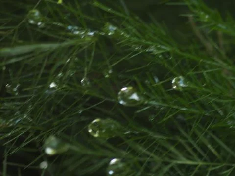 Dewdrops on a Christmas Pine Stock Photos