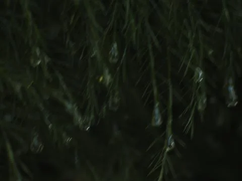 Dewdrops on a Christmas Pine Stock Photos